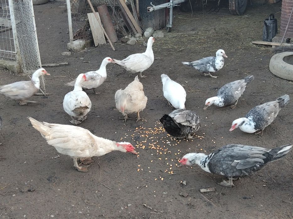 Vând rată.   mută