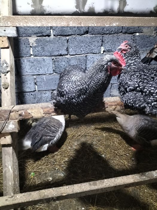 Петушок,индюк(күркетауық)