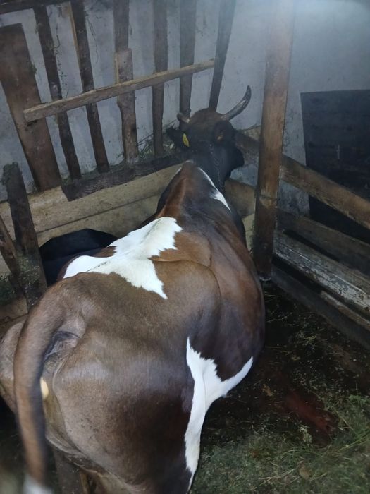 Vind vaca buna de lapte