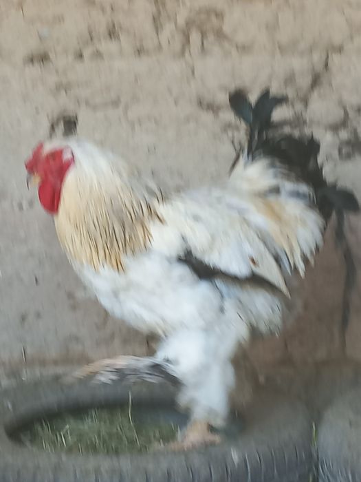 Продоётсы породистый петух