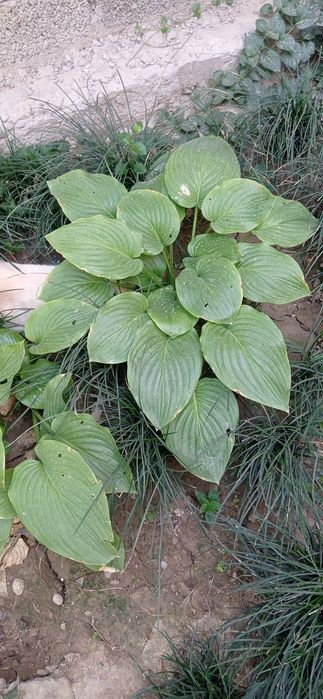 Садовые растения