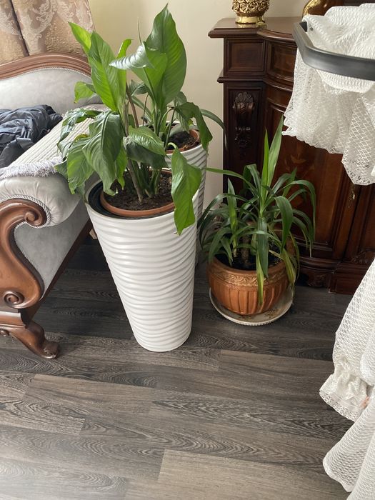 Продам растения для дома