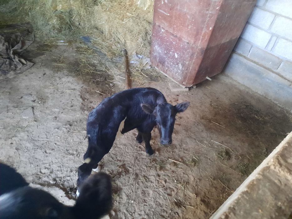 Бузаулы сиыр сатылады