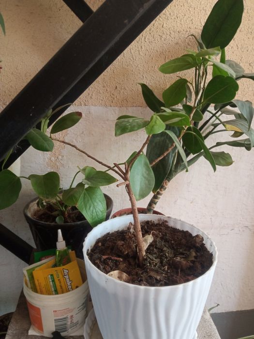 Хона гулларимни сотиб юбораман/Продаю комнатные цветы из дома