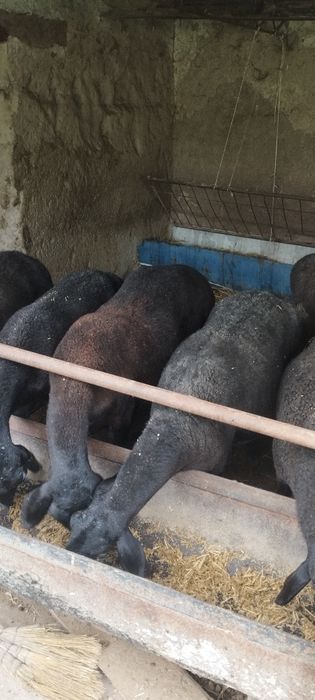 Она бола куйлар сотилада