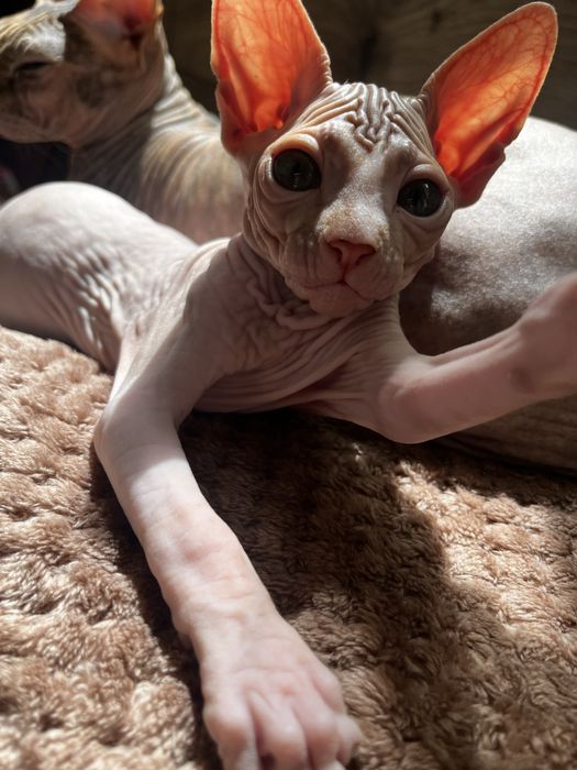 котенок канадский сфинкс