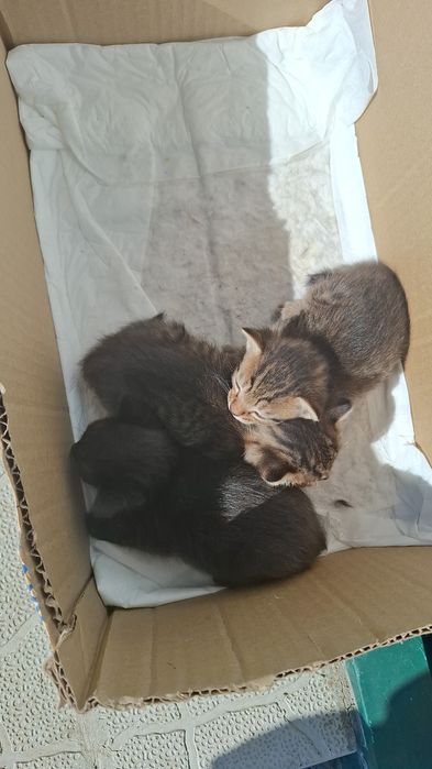 Отдам котят,  находимся в жилом массив Дружба