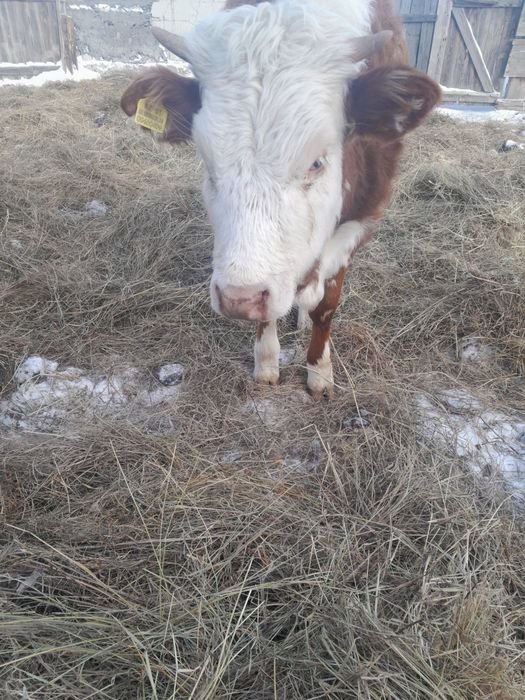 Жуас тайынша сатам