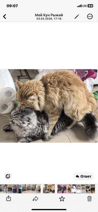 Продам породитсых котят