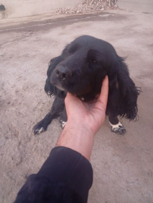 It sotiladi ovchi it