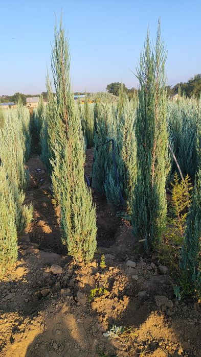 Маживельники блюаро