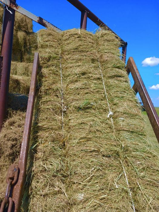 Продам сено в Тюках