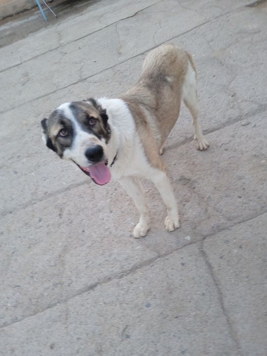 Uy hayvoni ( it ) собака sotiladi 1 yosh