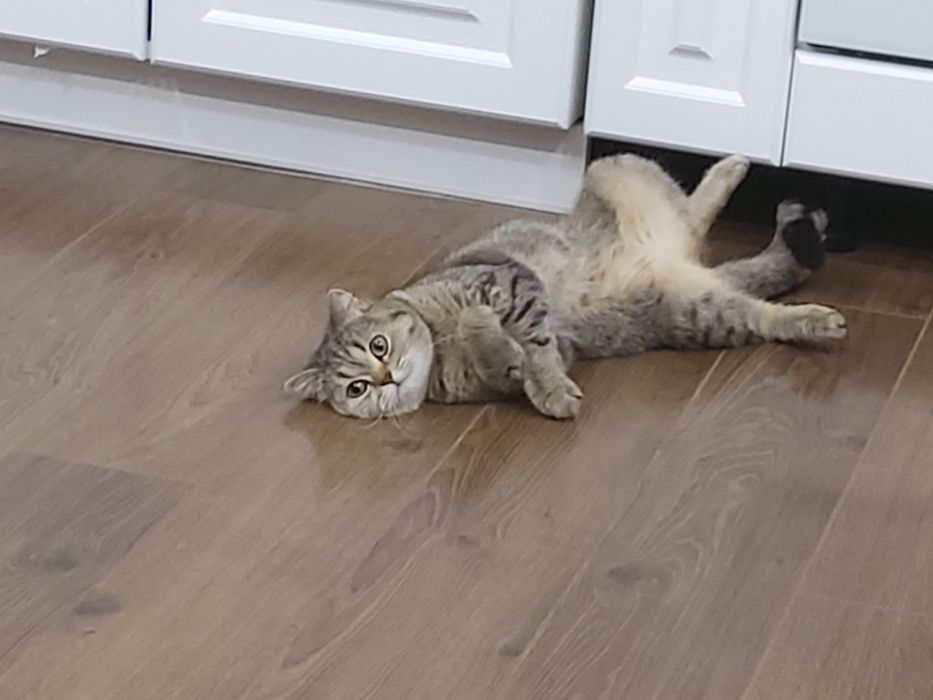 Продам.  Продам.