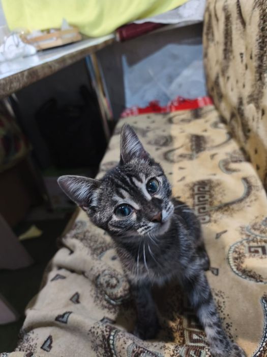 Котенок мальчик ищет дом