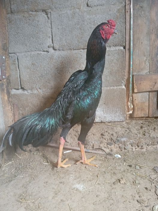 Ассаламу Алейкум! Продам Шамо