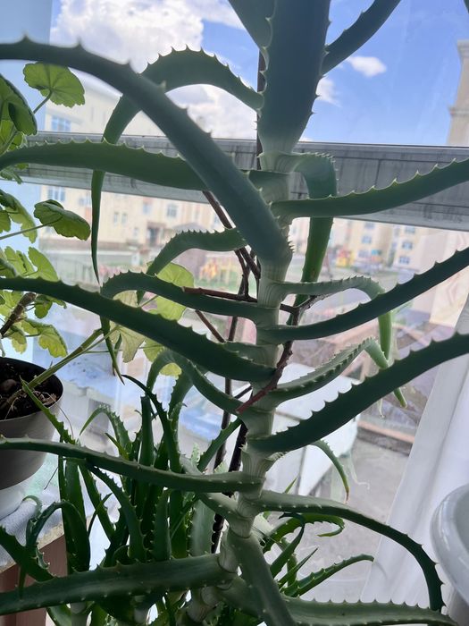 Распродажа АЛОЭ 5 лет