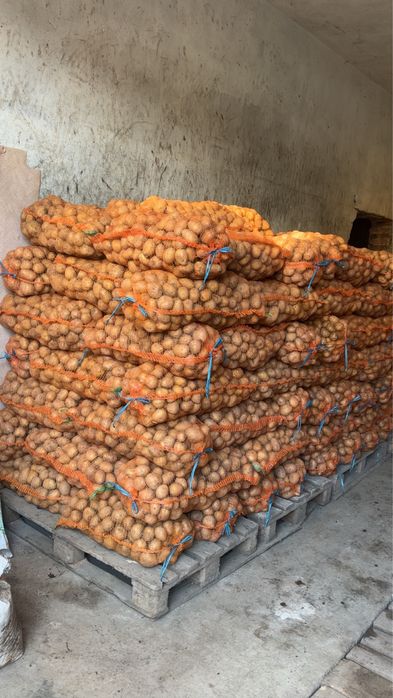 Cartofi de consum si samanta Carrera Bellarosa Arizona