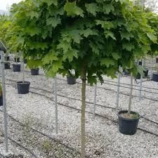 Acer Globular Galben La Ghiveci