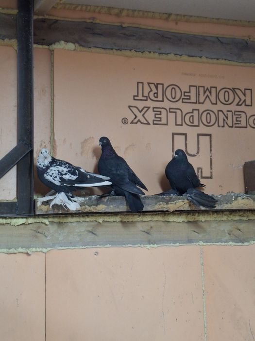 Продам голубей бойных