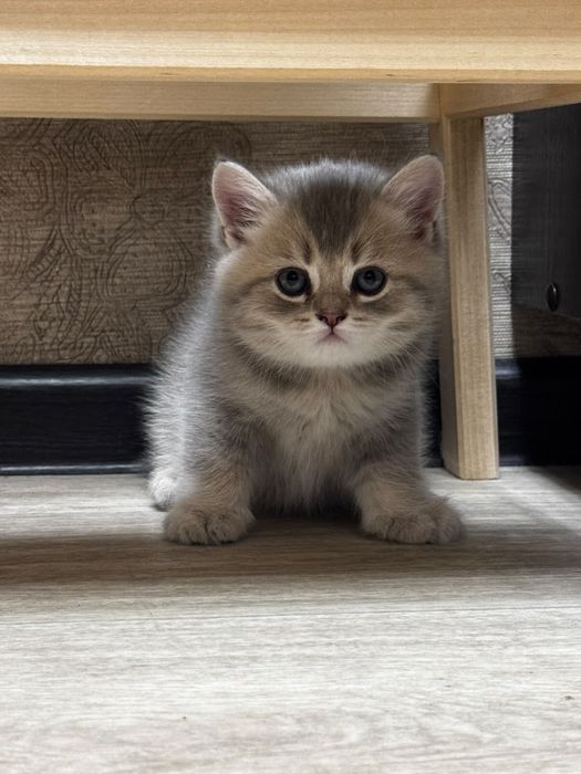 Продаются котята  британцы