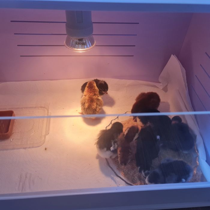 Vând cocoșei americani tineri, Preiau comenzi pui,