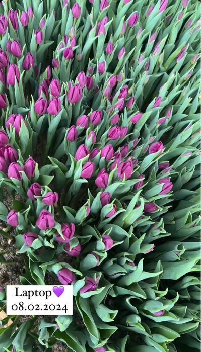 Тюльпаны оптом и в розницу