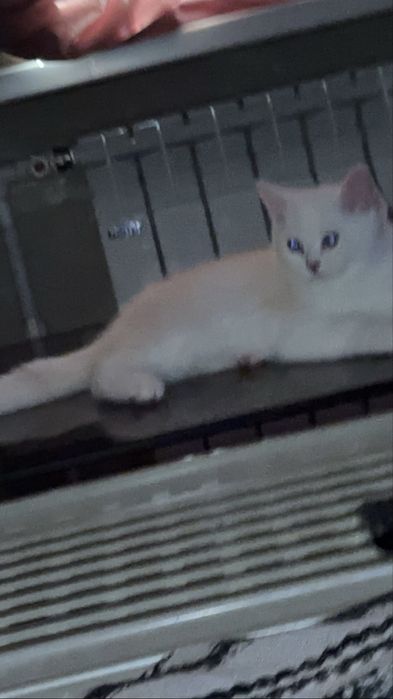 Котенок мальчик