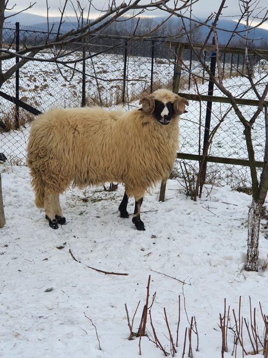 Vand berbecuti brezi