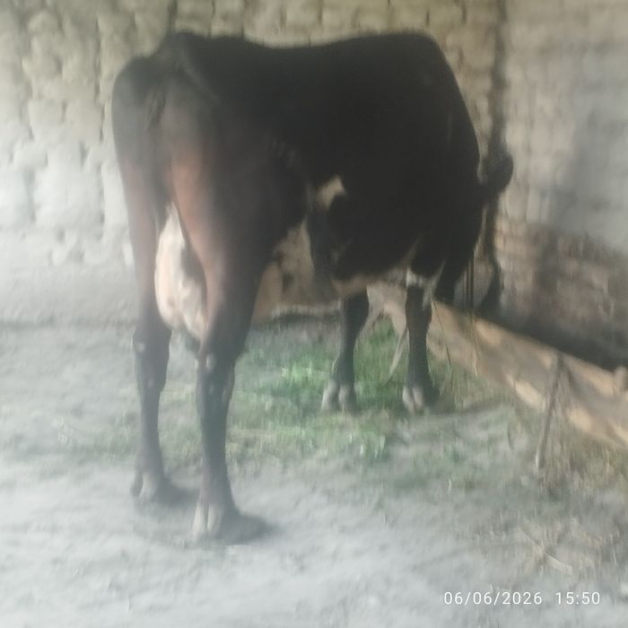 Uy hayvonlari dehqonchilik