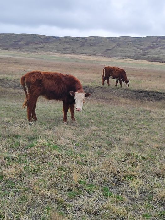 Коровы тайыншалар