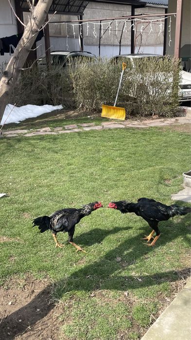 Дакан күздік шөже