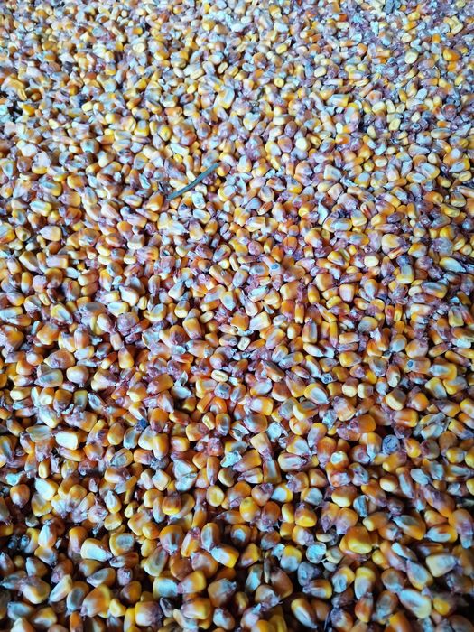 Porumb graunte boabe