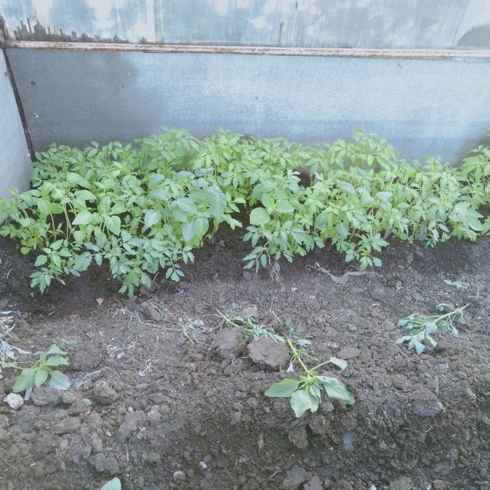 Срочно срочно продам рассаду .