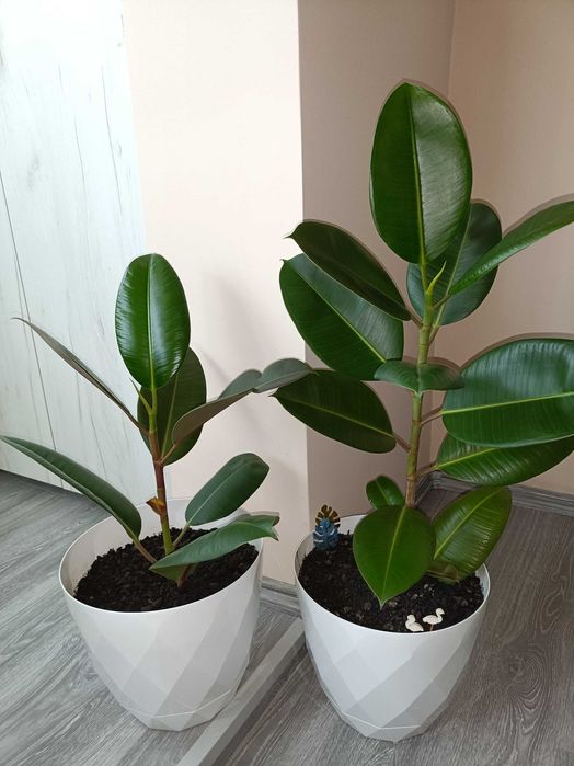 Ficus elastica clasic preț fix