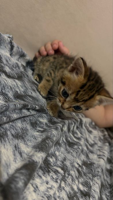 Отдам котят 1 месяц