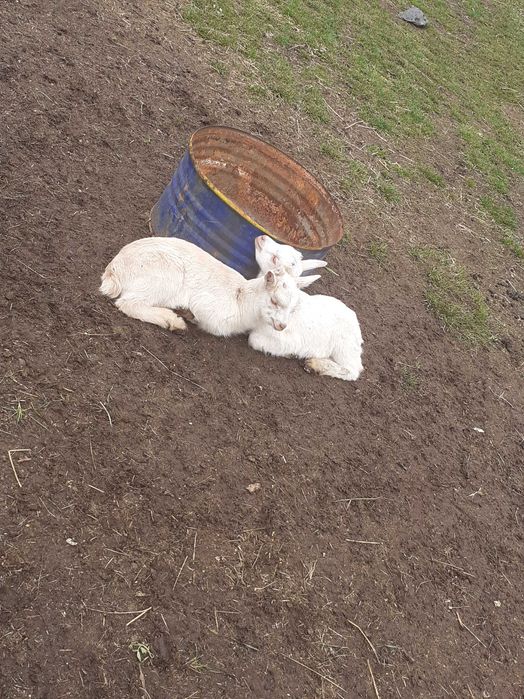 De vanzare 4 tapisori