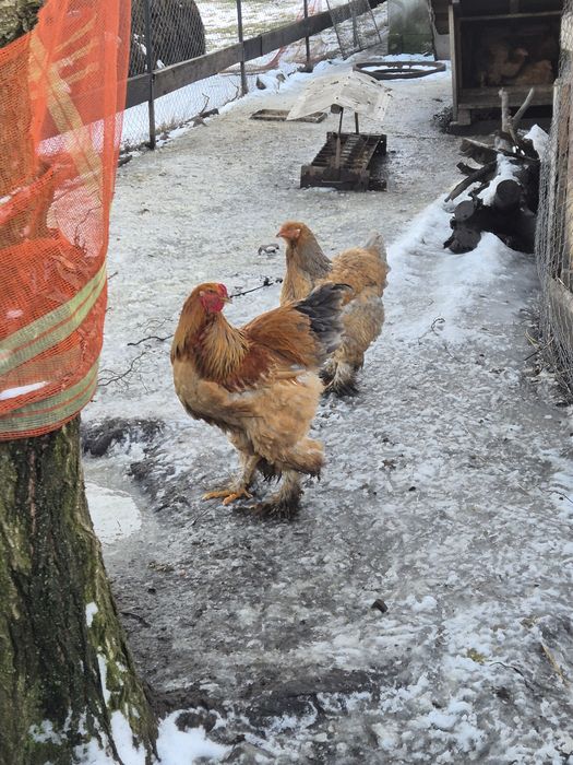 Vand cocosi tineret(6 luni) brahma columbia lemon, australorp