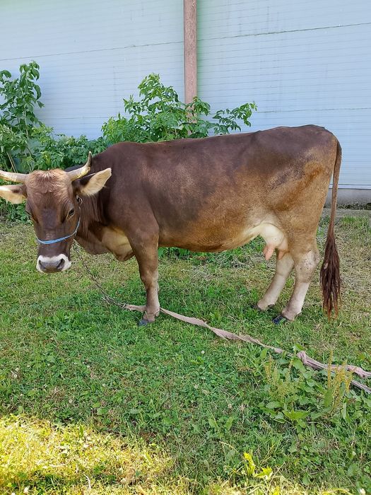 De vânzare o vaca bruma de mara mureș