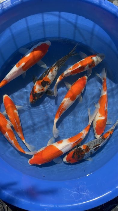 Crapi Koi import Japonia