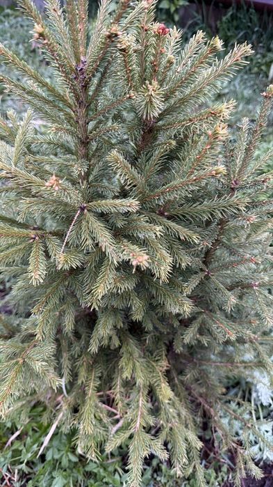 Продам елка ёлка