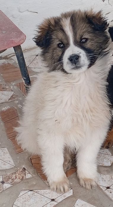 Отдам в хорошие руки