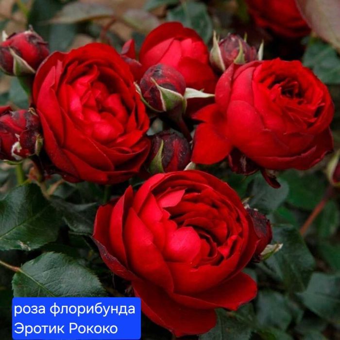 Розы. Саженцы сортовой розы.