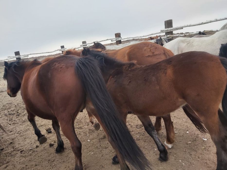 Продам лошадей оптом