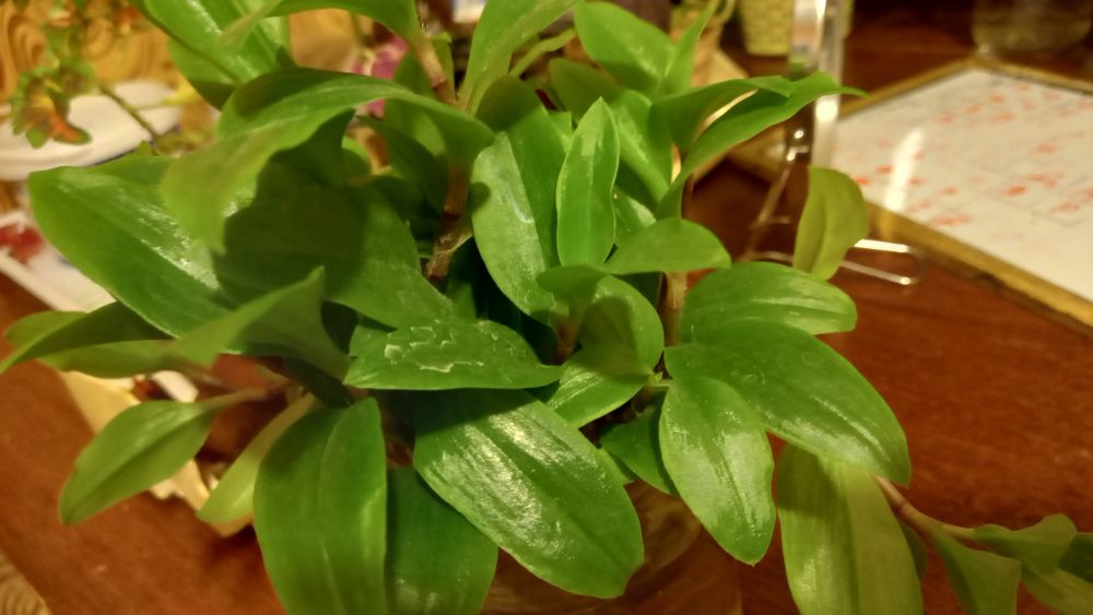 Комнатные цветы молоденькие