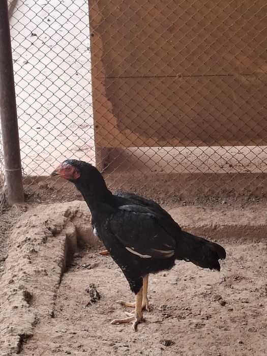 Бойцовая курица.