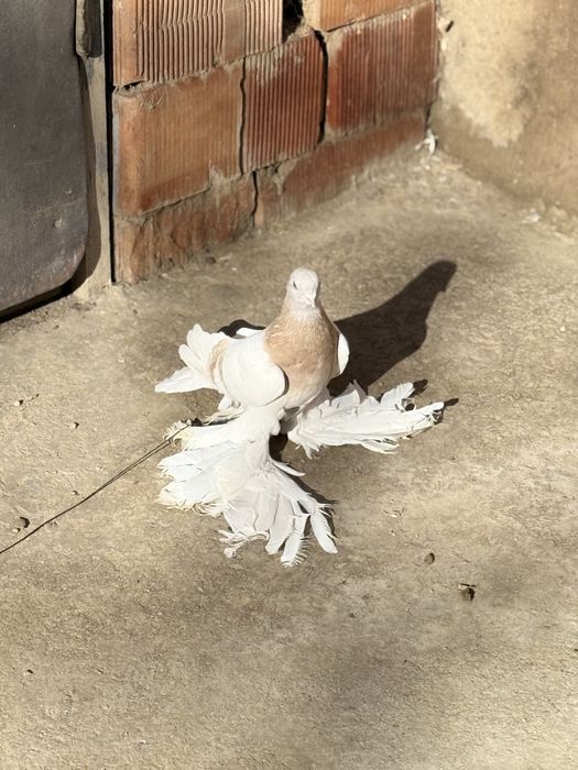 Голуби тасман ,