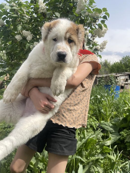 Супер 2 девочки,будущие супертяжи