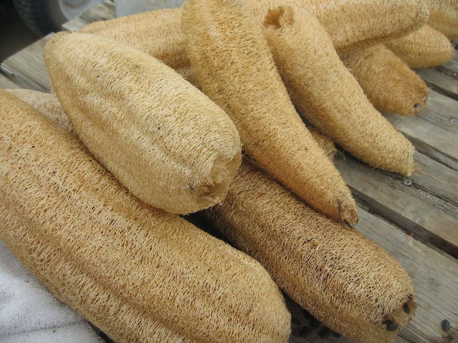 Мочалка натуральная. Мочалка табиий