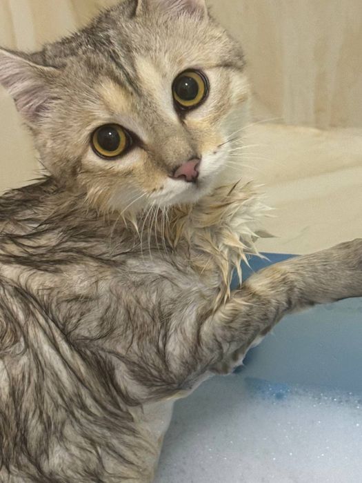 кот 11 месяц.